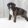Adorable AKC Boxer Puppies Available Now