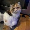 Persian Cats Available