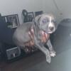 Pitbull Puppies for sale, North Carolina