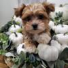 Cuddly 9 wk Bichon Yorkie Puppies Yorkiechon non shed