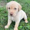 AKC Labrador Puppies 