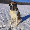Saint Bernard Stud Service