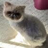 Male exotic Persian cream intact 3 years old (proven)