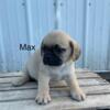 Puggle Puppies for Sale