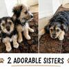 2 Female Yorkie x Maltipoo Mix Puppies - Denver