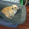 Chiweenie
