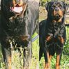 Urgent rehoming German Rottweiler male and female