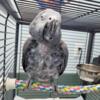 WANTED: CONGO AFRICAN GREY