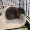 Holland Lop Bunnies available for rehoming.