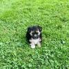 Maltipoo / YorkiePom puppies
