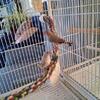 Zebra finches