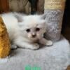 Alvin is a traditional blue point Ragdollwith gorgeous blue eyes