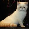 CFA REG Cream lynx point Exotic Short hair male