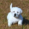 AKC White English Labrador Retriever Puppy