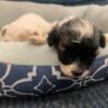 Havanese Puppies AKC Registered