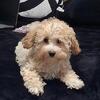 MaltiPoo