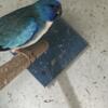 Pair of Blue Splendid (Scarlet Chested) Parakeets