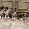 Mini Sheltie puppies 3 males and 2 females for sale
