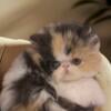 Gorgeous Purebred Persian calico kitten rare color