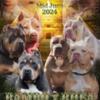 Xl American Bullies puppies bossy staxx and bossy goodbar bloodline