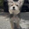 Yorkie Puppies - ONE BOY AVAILABLE - meet in person