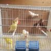 Canaries in good health and of different types