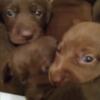 Chocolate Labrador retriever puppies .