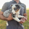 Texas Heelers / Rushville IN