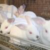 Californian Rabbits