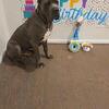 Premium Cane Corso – Brindle Male, 1.5 yrs – Trained & Documented