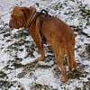 Grand Championship Greek Import Bloodline Dogue De Bordeaux For Stud