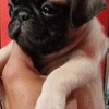 Pug puppies for rehoming