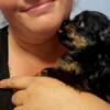 Yorkie female puppy, fl health certificate, microchipped