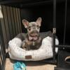 AKC Registered 9-Month-Old Frenchie - Looking for a Loving Home!