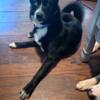 Six month old husky needs rehoming