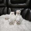 Maltese puppies available