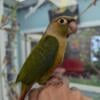 Green Cheek Conures For Sale