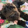 Black Goldendoodle F1B - 7mos