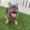 Frenchie puppy male- lilac!