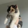 Exotic Shorthair Female Calico