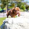 Adult micro bully stud looking for new home