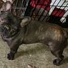 French bulldog chocolate brindle male for sale