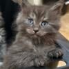 HALF Maine Coon/half ragdoll kittens, Russian import