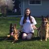 Breeder German Shepherd Puppies Wisconsin