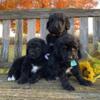 Standard - Newfoundland / Poodle mix - Newfypoos -