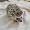 Very sweet Male Hedgehog for sale!