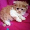 Beautiful Doll Face Persian Male Kitten