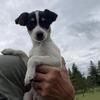 Rat Terrier Mix Puppies