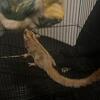 Sugar Glider Pair!
