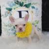 PLATINUM CREAM FRENCHIE FEMALE